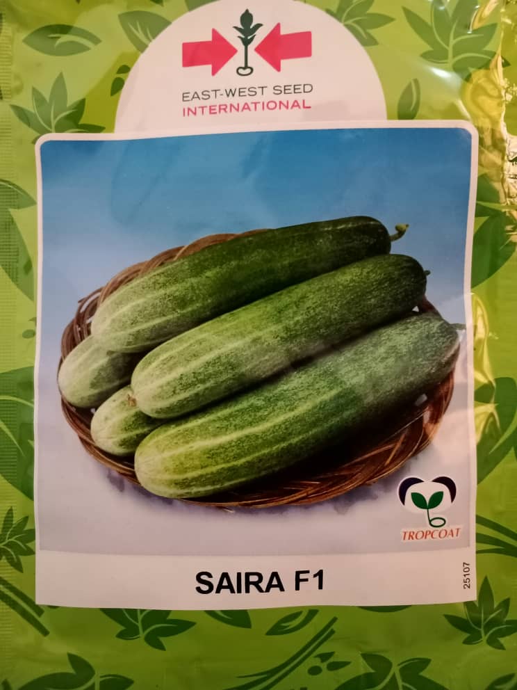  Semence de concombre SAIRA F1.jpg